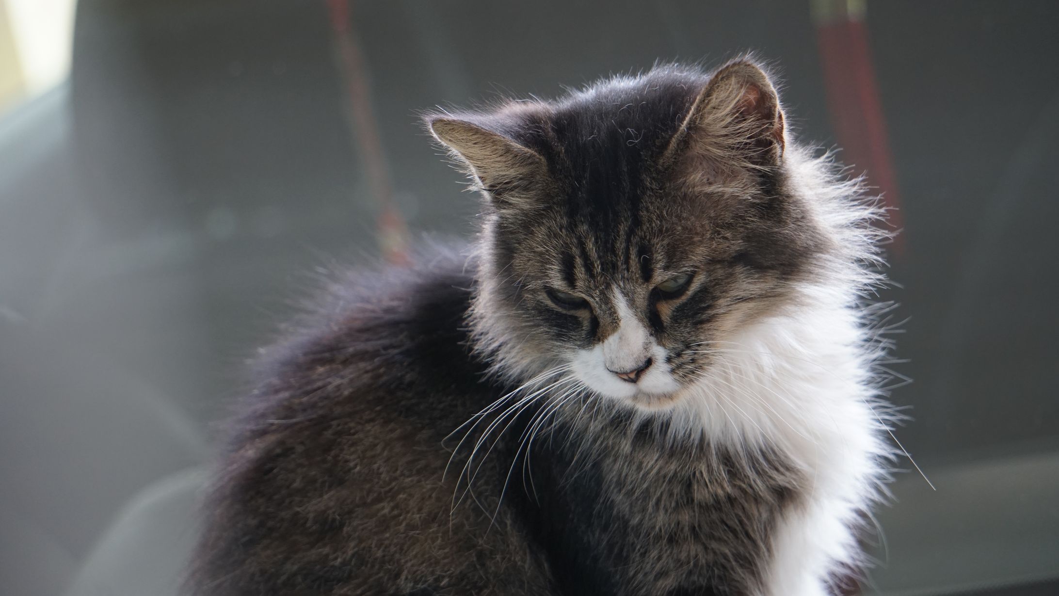 Pet Photography / Street Cat-1