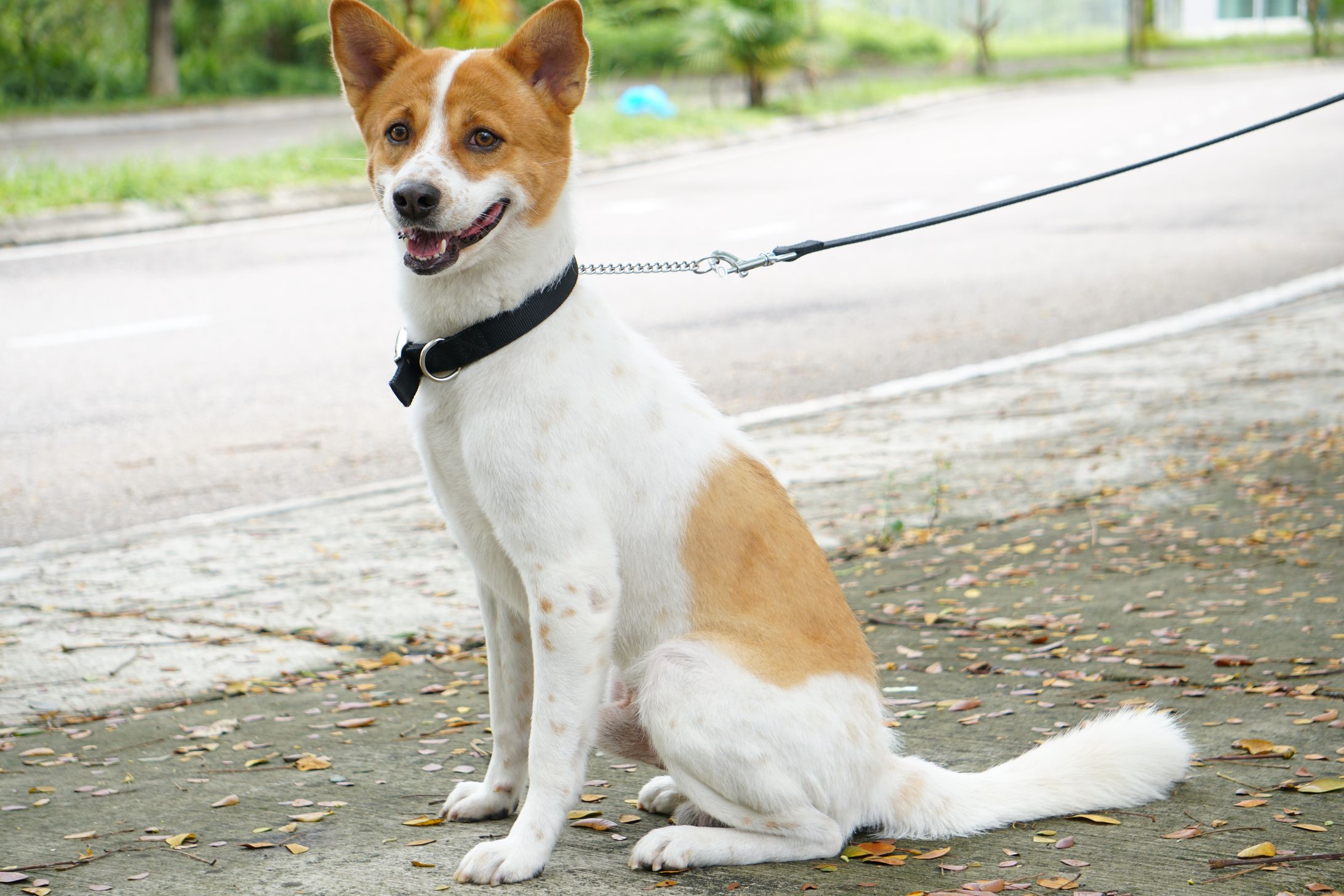 Pet Photography / Dog-1