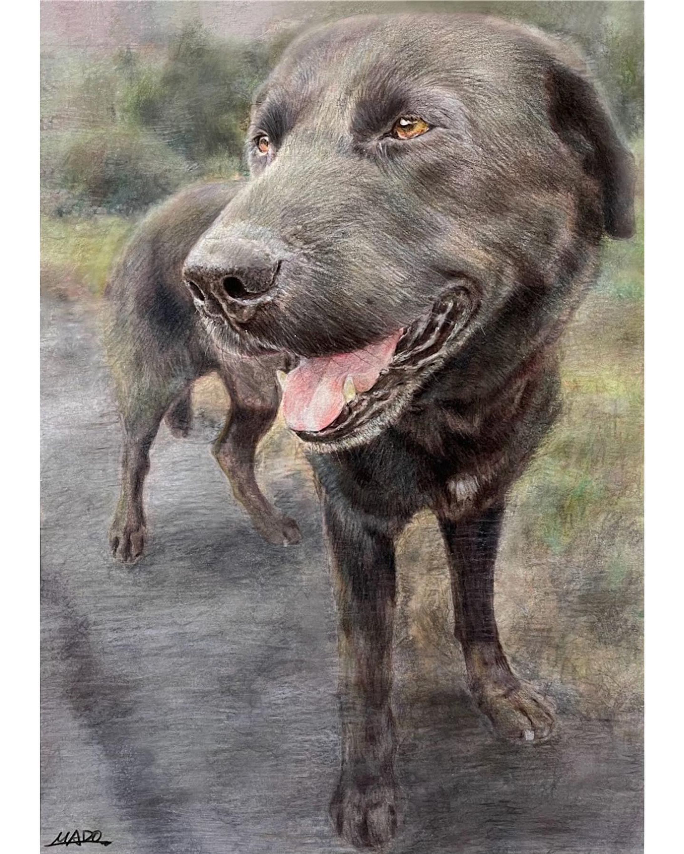 描かさせていただきました！

A4: 297mm×210mm
画用紙
色鉛筆

#犬好きな人と繋がりたい #犬 #dog
#animalillustration  #動物画 #色鉛筆 #colorpencil #colorpencilartist #animalartist #animaldrawing #realist #illustration #illustrator  #draw #drawing  #artwork  #works-1