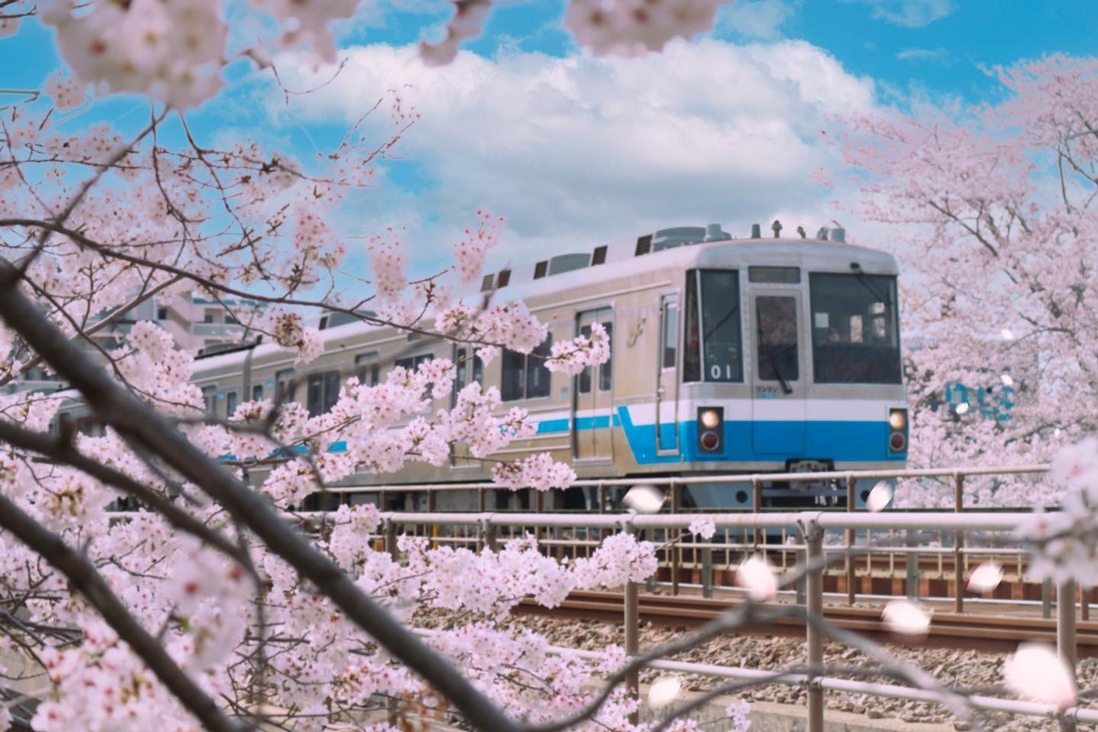 ・桜花・淡い雰囲気を目指して、全体的に明るめにしています。空もそれに合わせて色を水色っぽく編集しました。・桜が散っている様子をわかるために桜の花びらを後から追加しました🌸・📷#CanonEosKissM2   55〜200mm f16.0 ss1/2500 iso3200・💻#Macbookpro  ・🔧#Photoshop #一眼レフ　#一眼レフ初心者 #ミラーレス一眼  #一眼レフのある生活✨  #写真好きな人と繋がりたい #レンズの中の世界 #eoskissm2 📷#桜 #cherryblossom🌸#電車と桜　#日本の風景🇯🇵 #photoshopedit #landscapephotography #写真好きな人と繋がりたい #非日常感 #instagood #instalike #instamood #instagram #instalove  #instadaily #instamoment-1