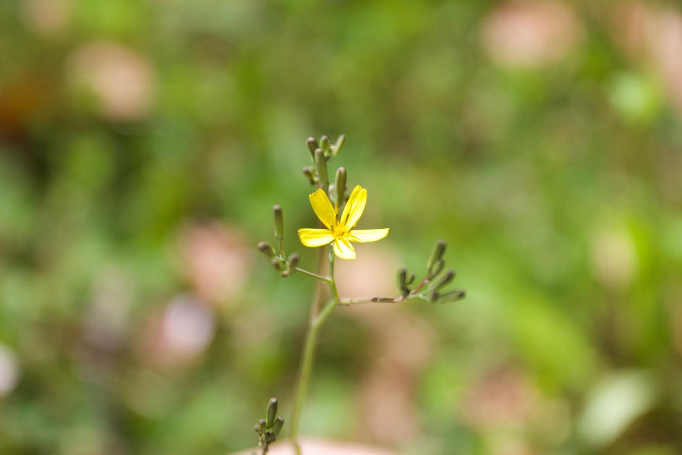 #花
#はな 
#写真
#写真好きな人と繋がりたい 
#しゃしんすきなひとと繋がりたい 
#canon 
#canoneos-1