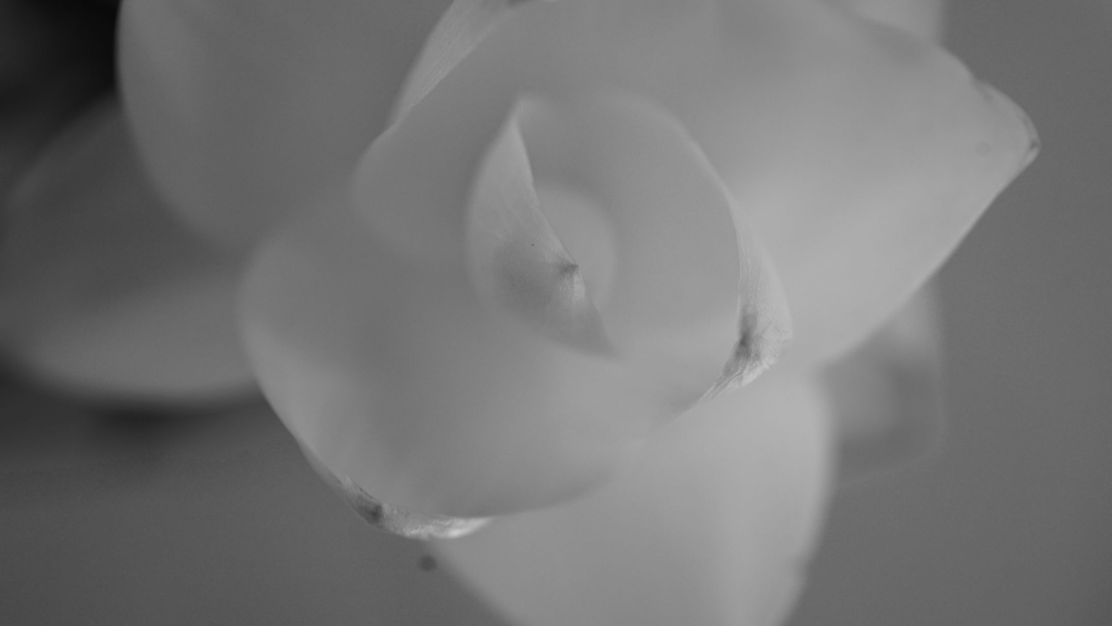 close-up-1