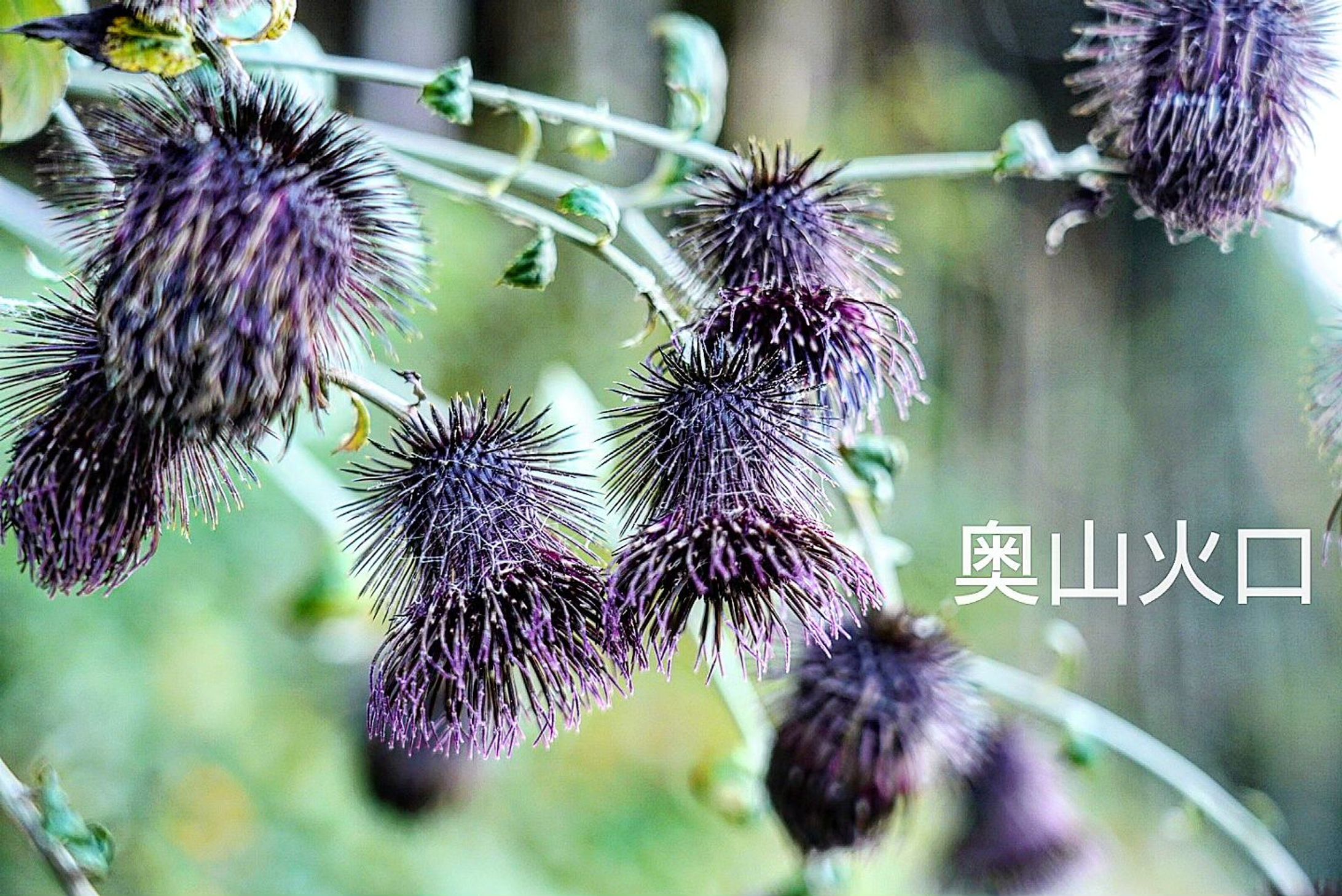 Oyamakubochi　オヤマクボチ　小山火口2023.NovemberOyamakubochi is a type of wildflower that is distributed from lowlands to subalpine zones.The flowering period is from September to November.The flowers are dark purple in appearance and resemble large thistle flowers.While traveling along a certain national highway, I happened to find it growing wild along the route.It was a very lucky event.The roots of this plant are eaten as pickles.オヤマクボチは低地から亜高山帯まで分布するワイルドフラワーの一つ。花期は9月から11月。花の見た目は暗い紫で大きなアザミの花にそっくり。ある国道を移動していて、その沿線沿いに自生しているのを偶然見つけて、とてもラッキーな出来事だった。この植物の根は漬け物として食用されている。-1