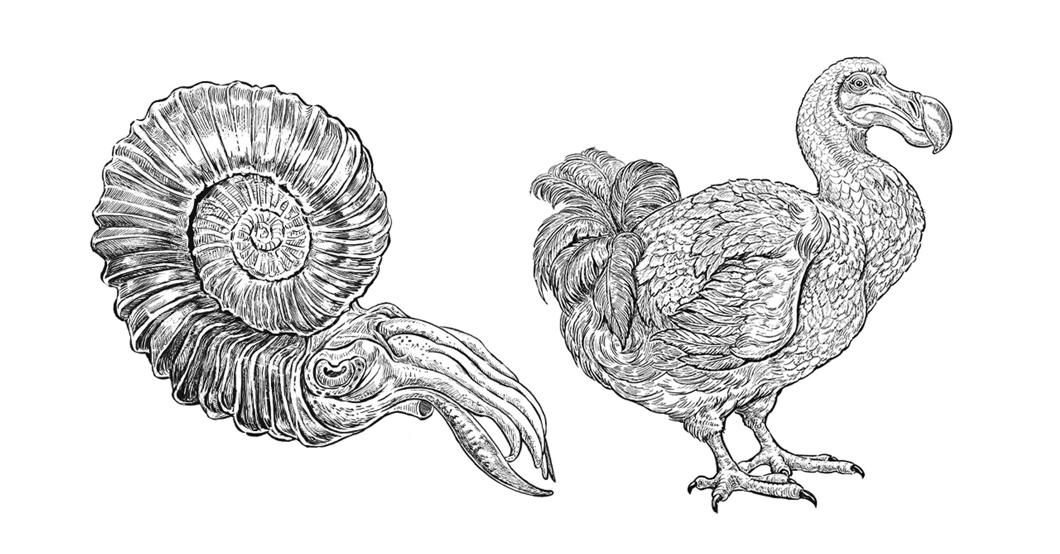 「買える化石博物館」展示/web/グッズイラスト-1