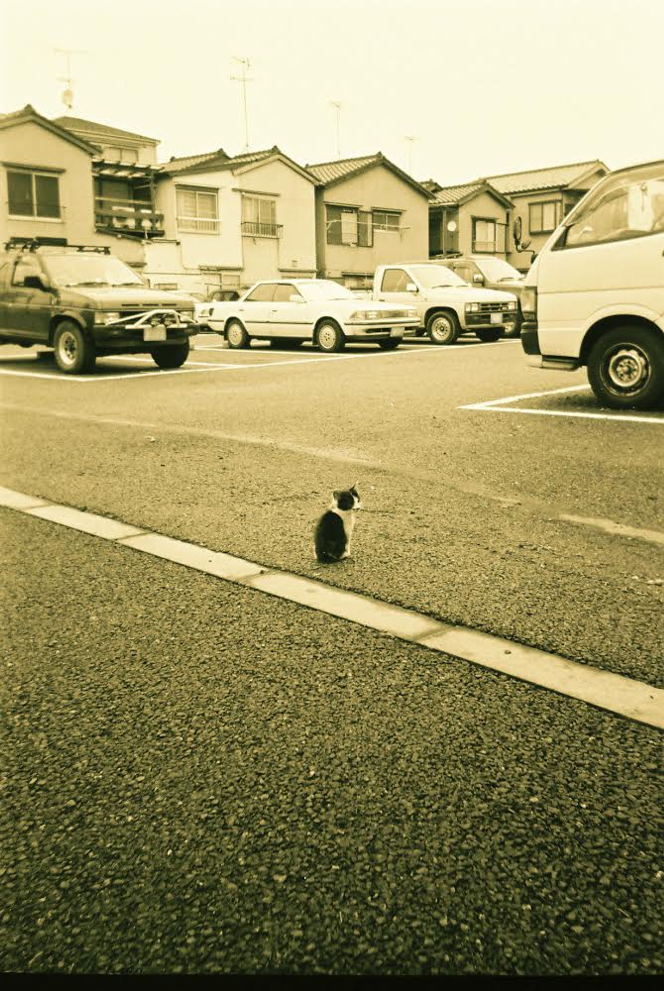 photo cat-1