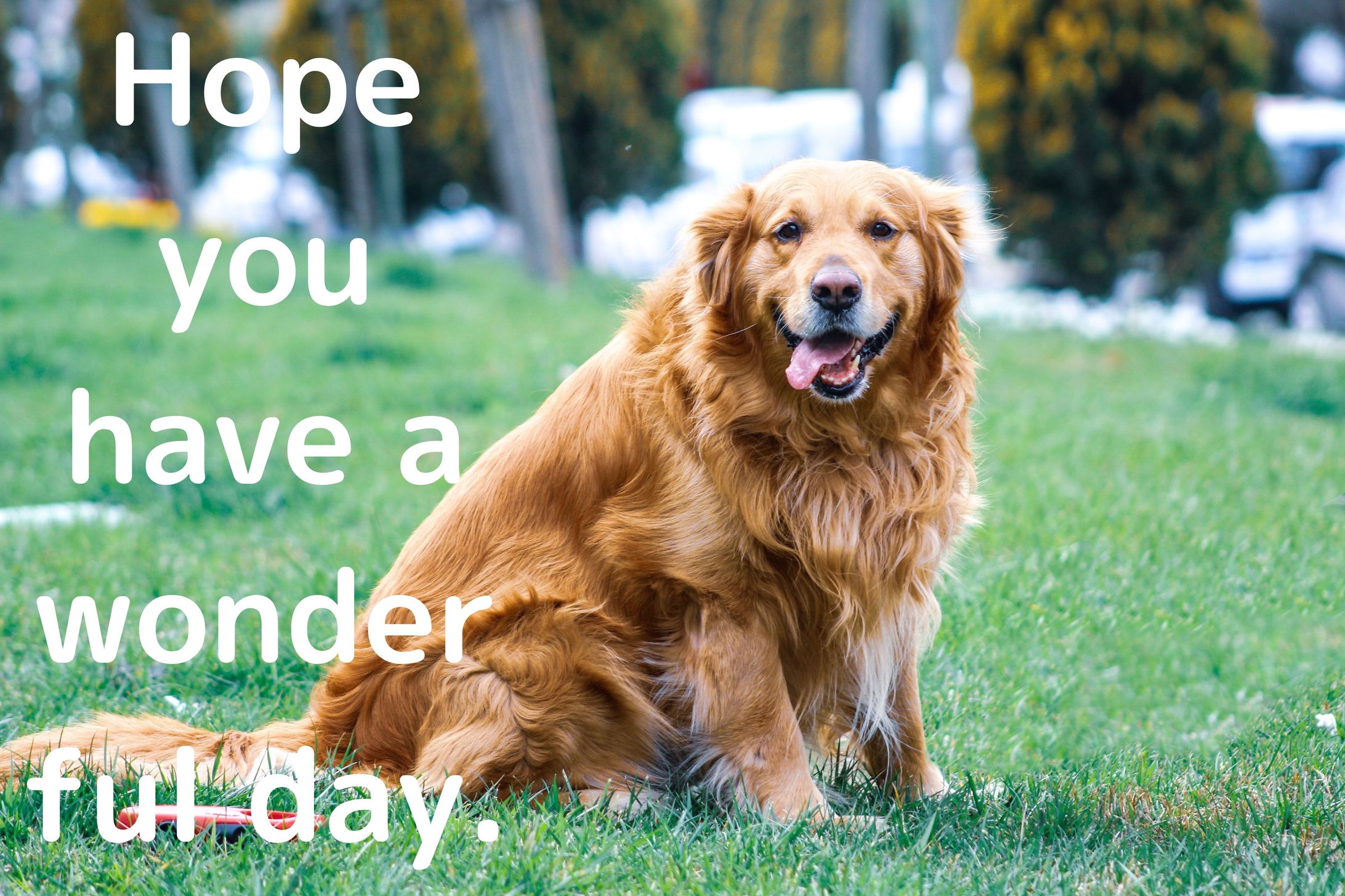 犬好きさんへの 【thank-you card】-1
