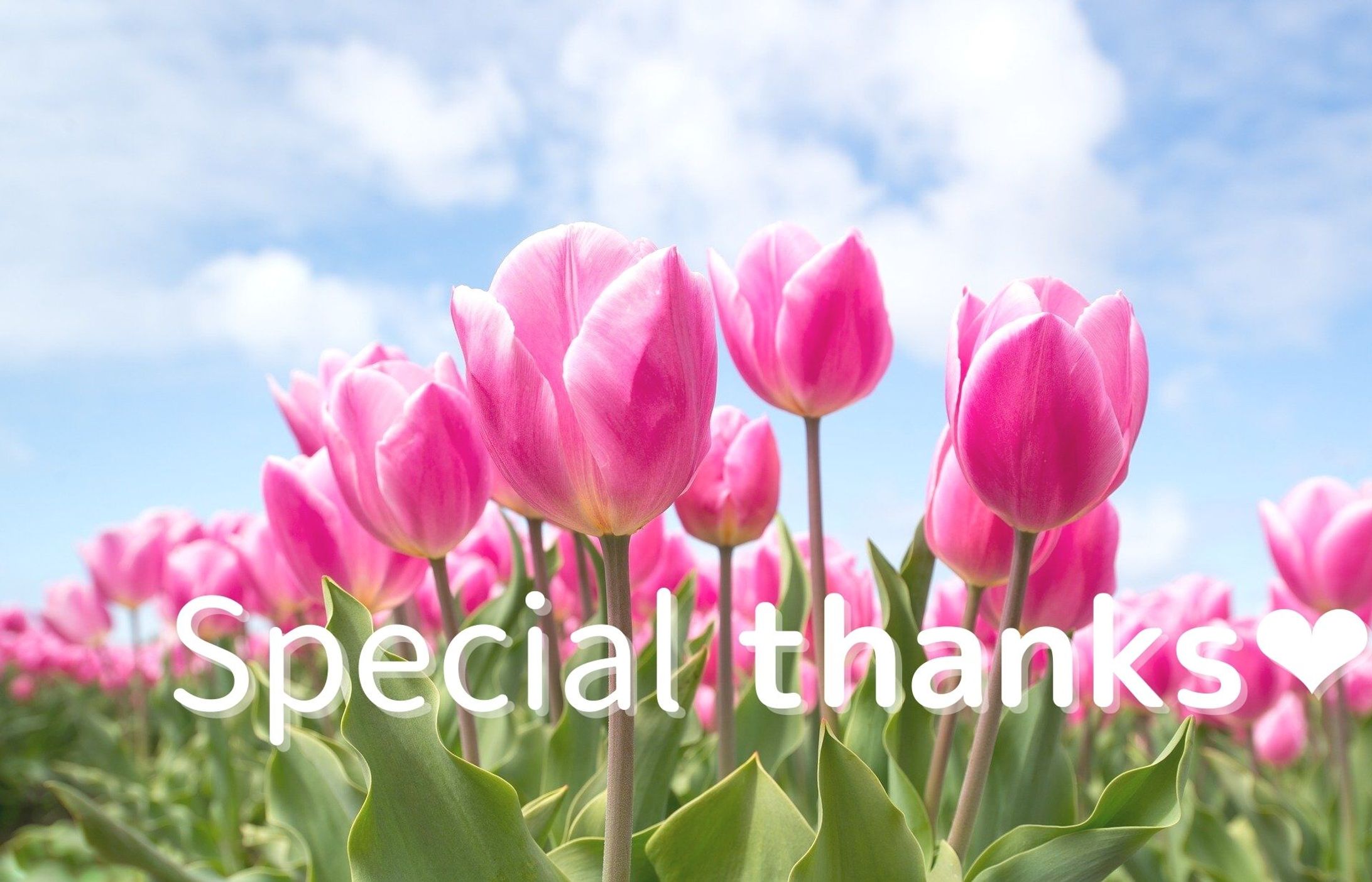 桃色のチューリップで【thank-you card】-1