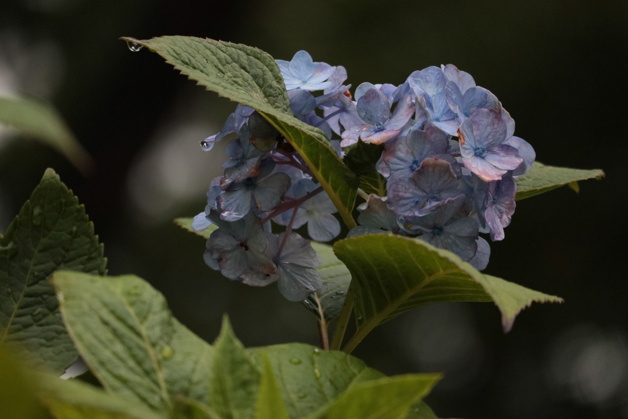佇む紫陽花-1