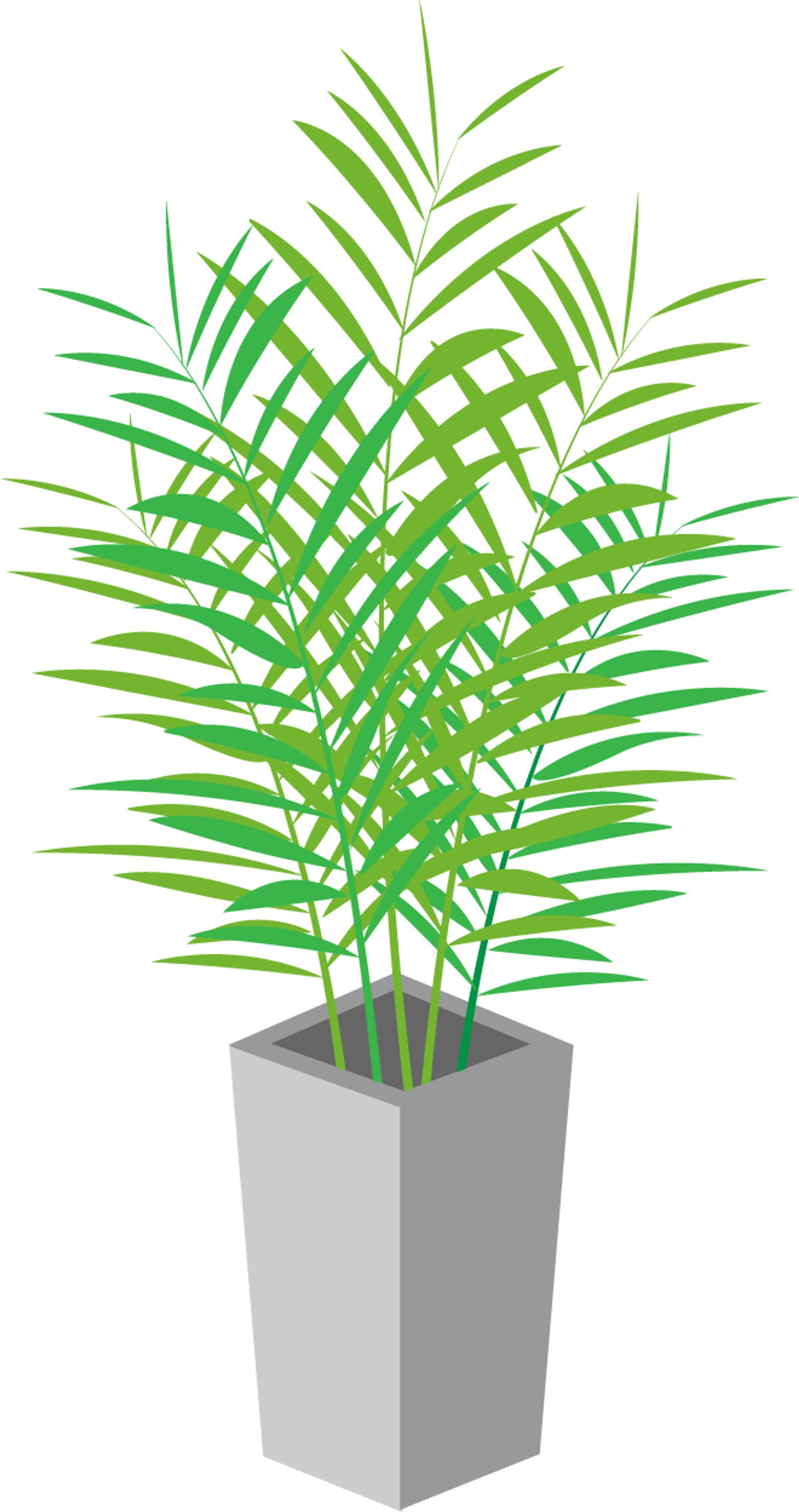 観葉植物-1