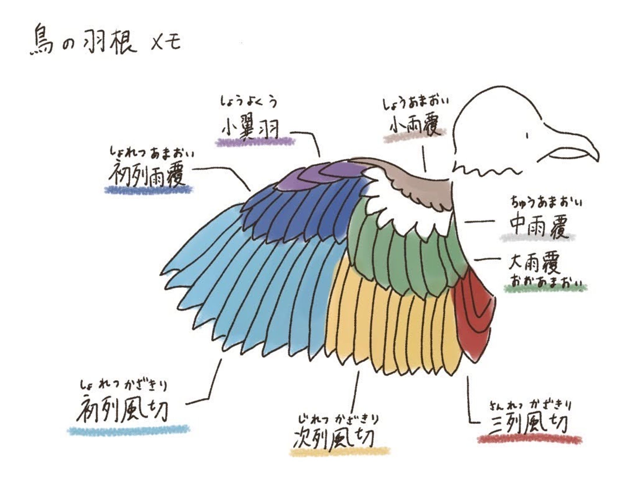 鳥の羽　部位-1