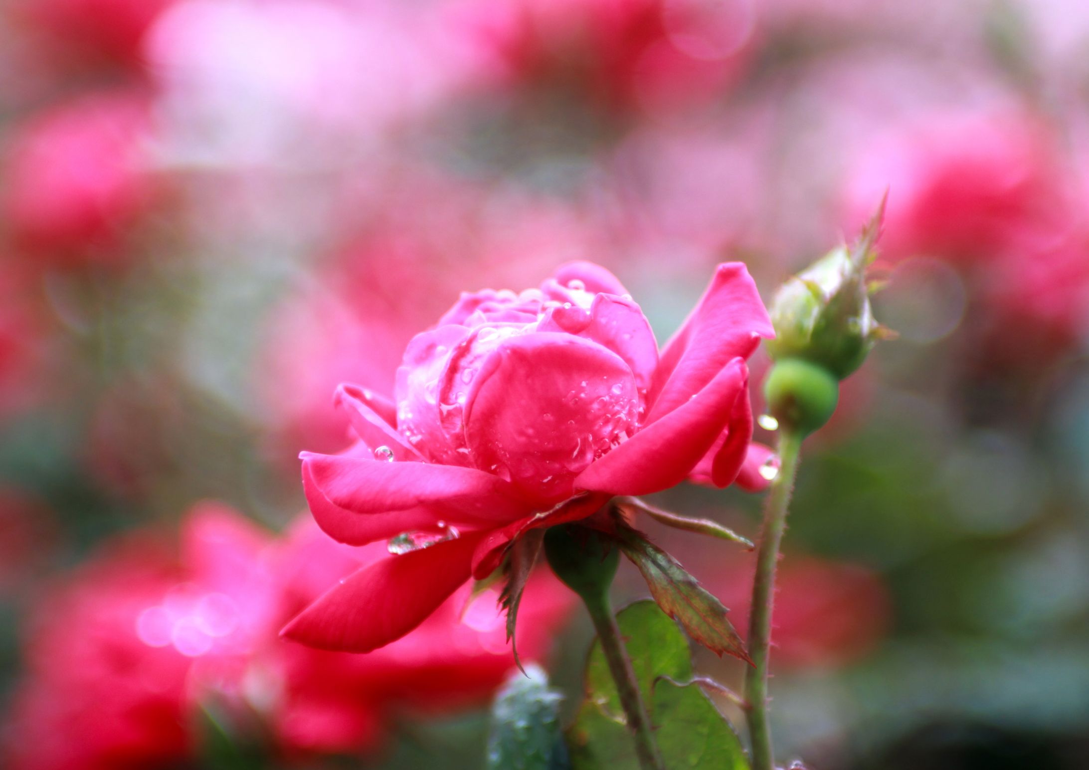 花写真サンプル-1