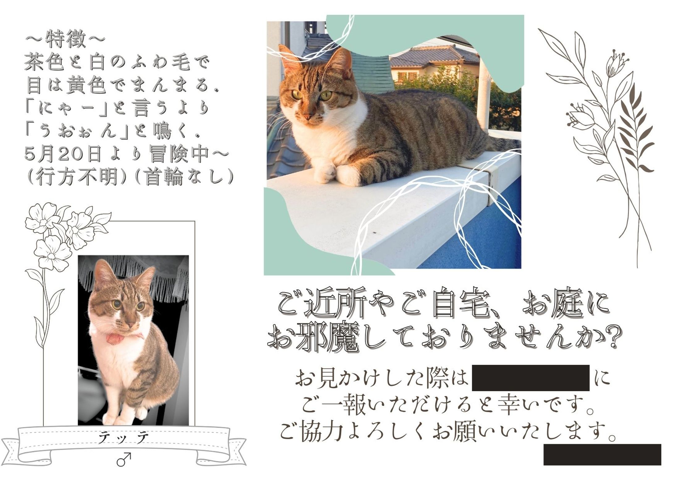 猫の家出-1