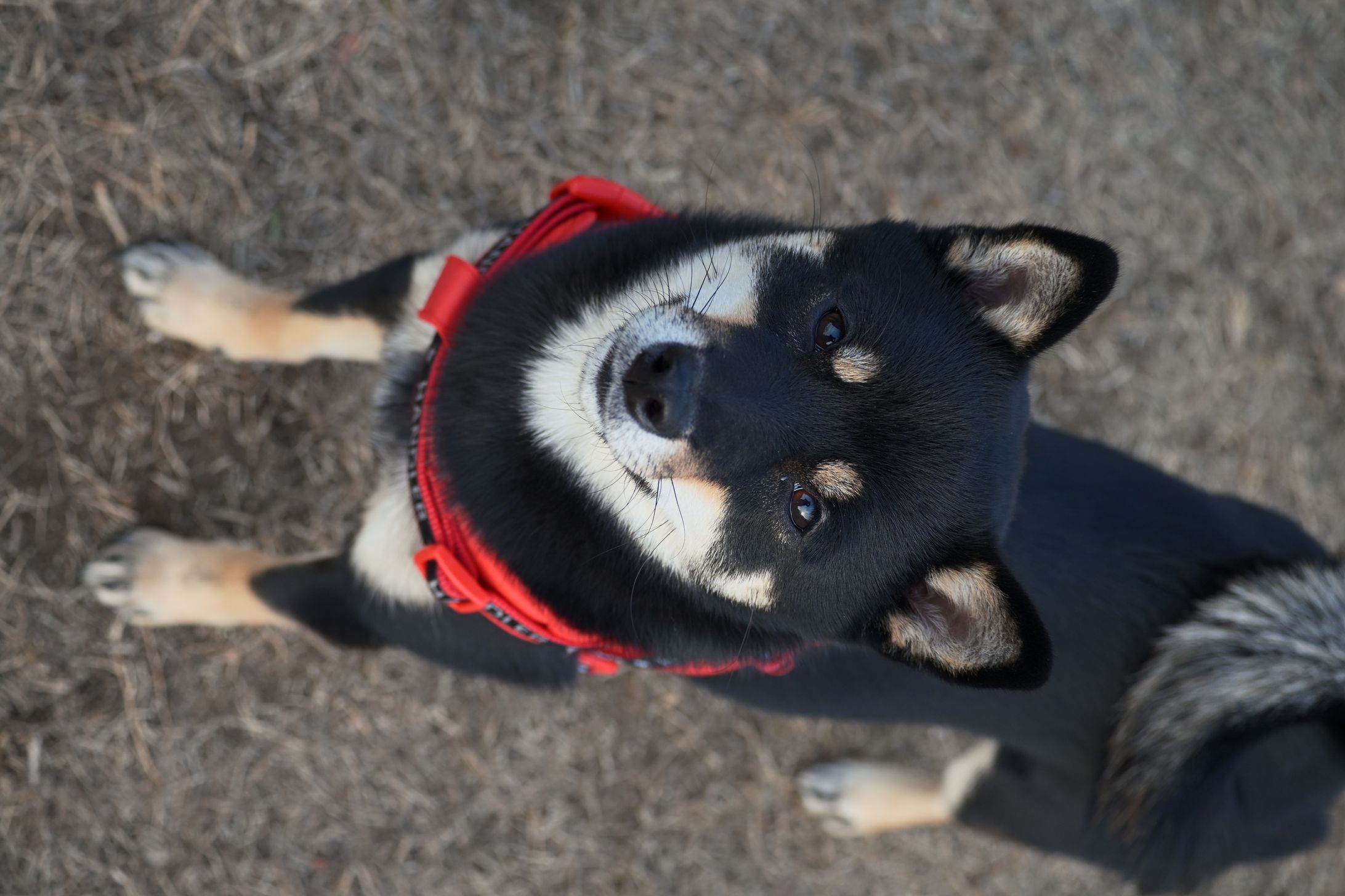 柴犬-1