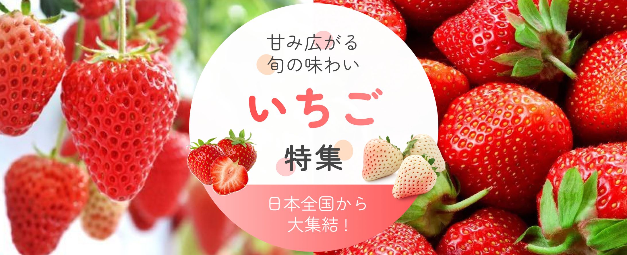 ECサイトバナー1_いちご特集-1