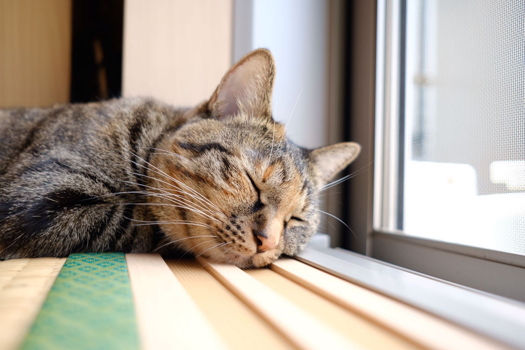 猫-1