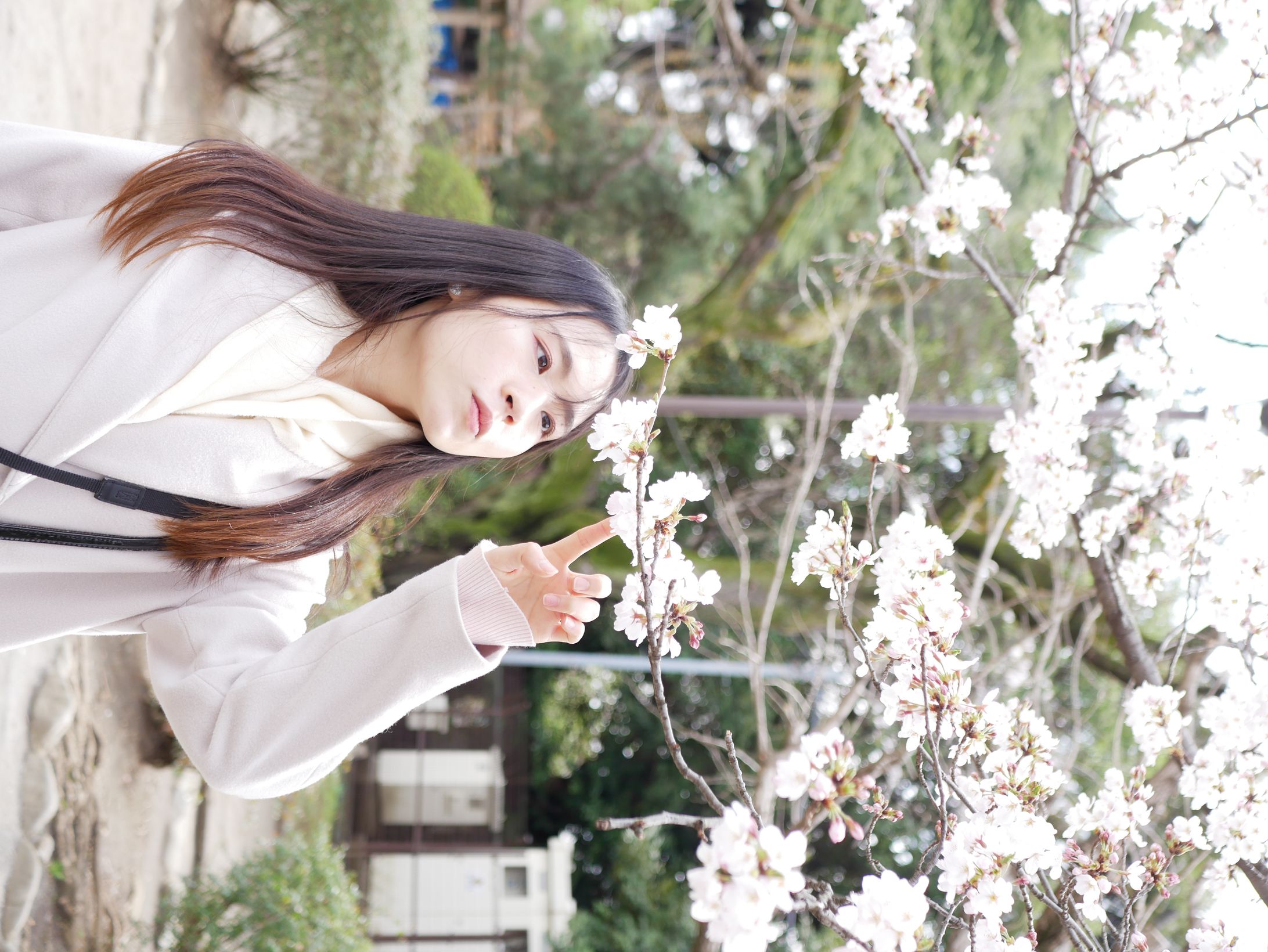 Sakura -1