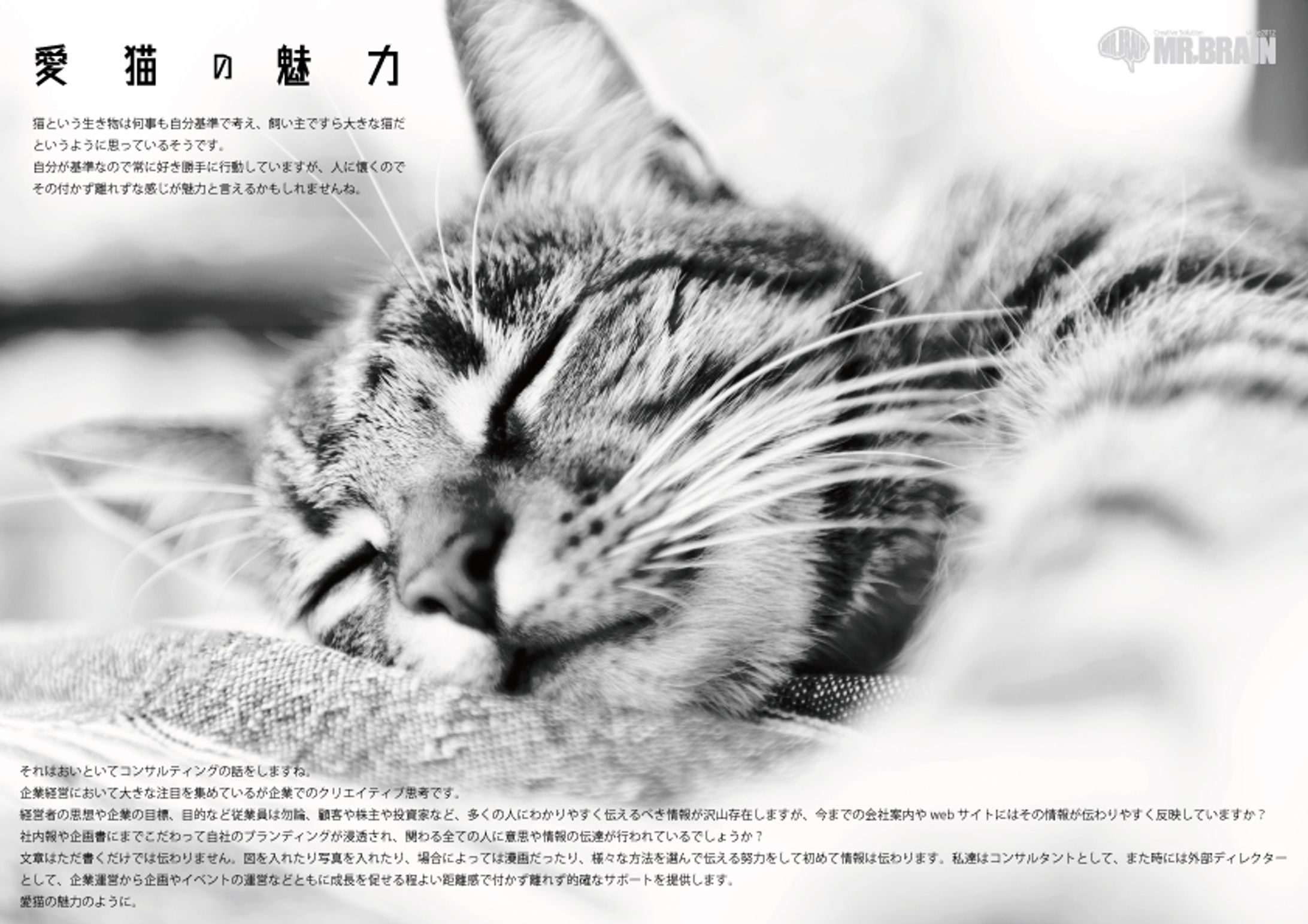【私はこんな仕事がしたい】愛猫の魅力-1