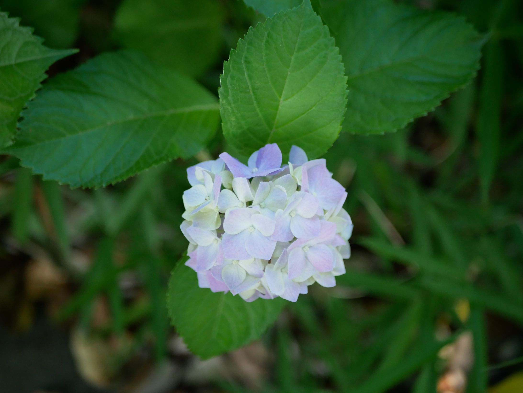 Annabelle&Hydrangea-1