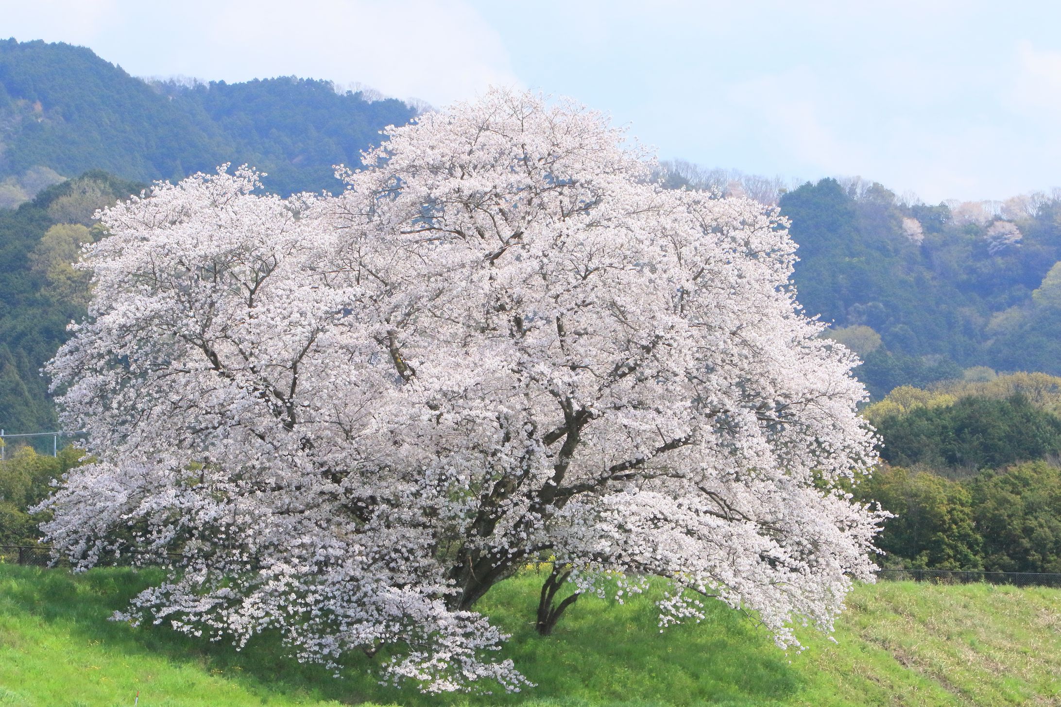 春の風景-1