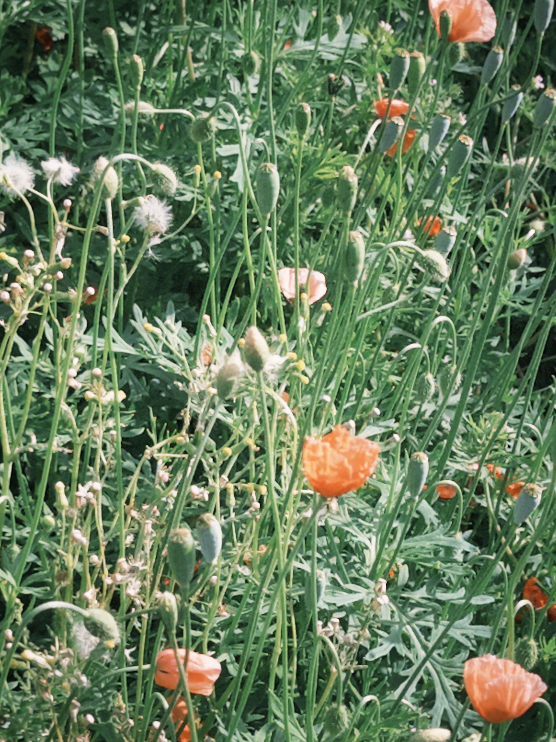 2024_spring-1