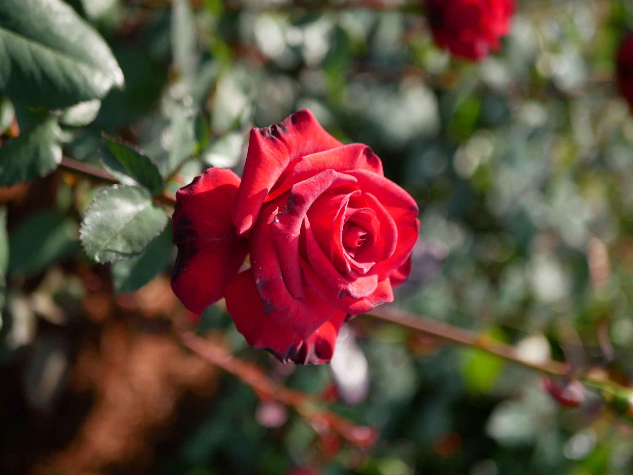 ROSE-1