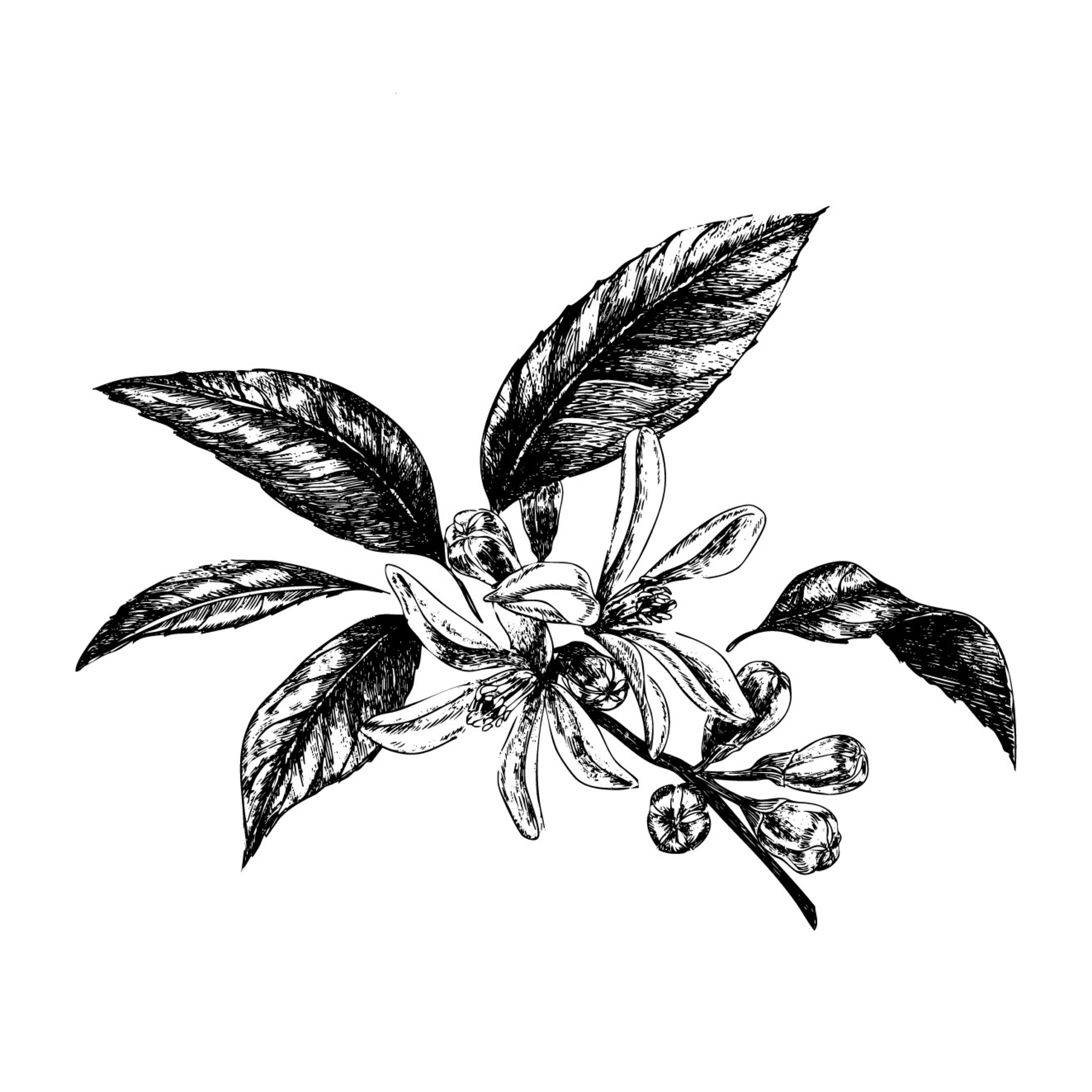 線画-1