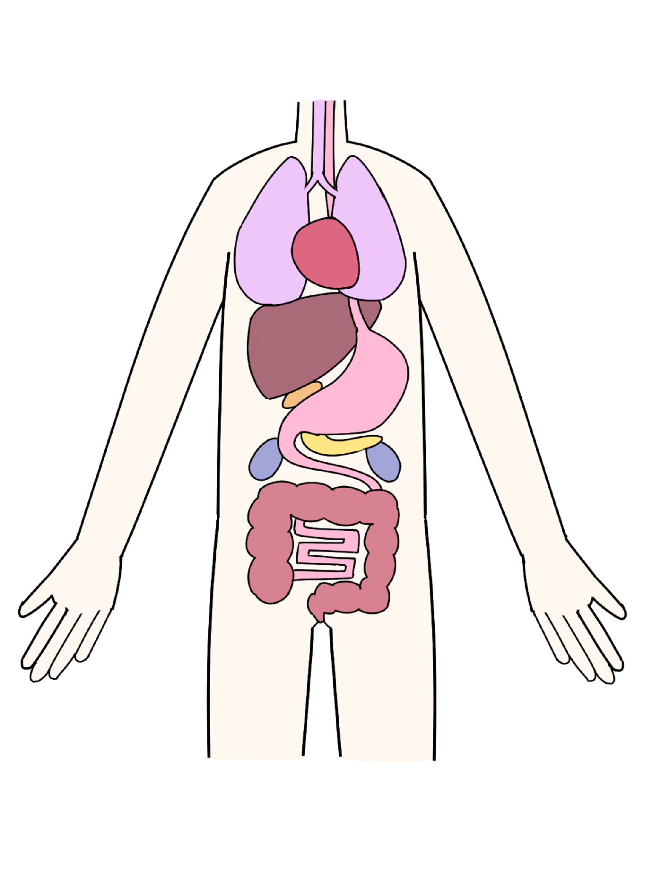 【イラスト】人体の基幹構造を表現した図解イラスト-1