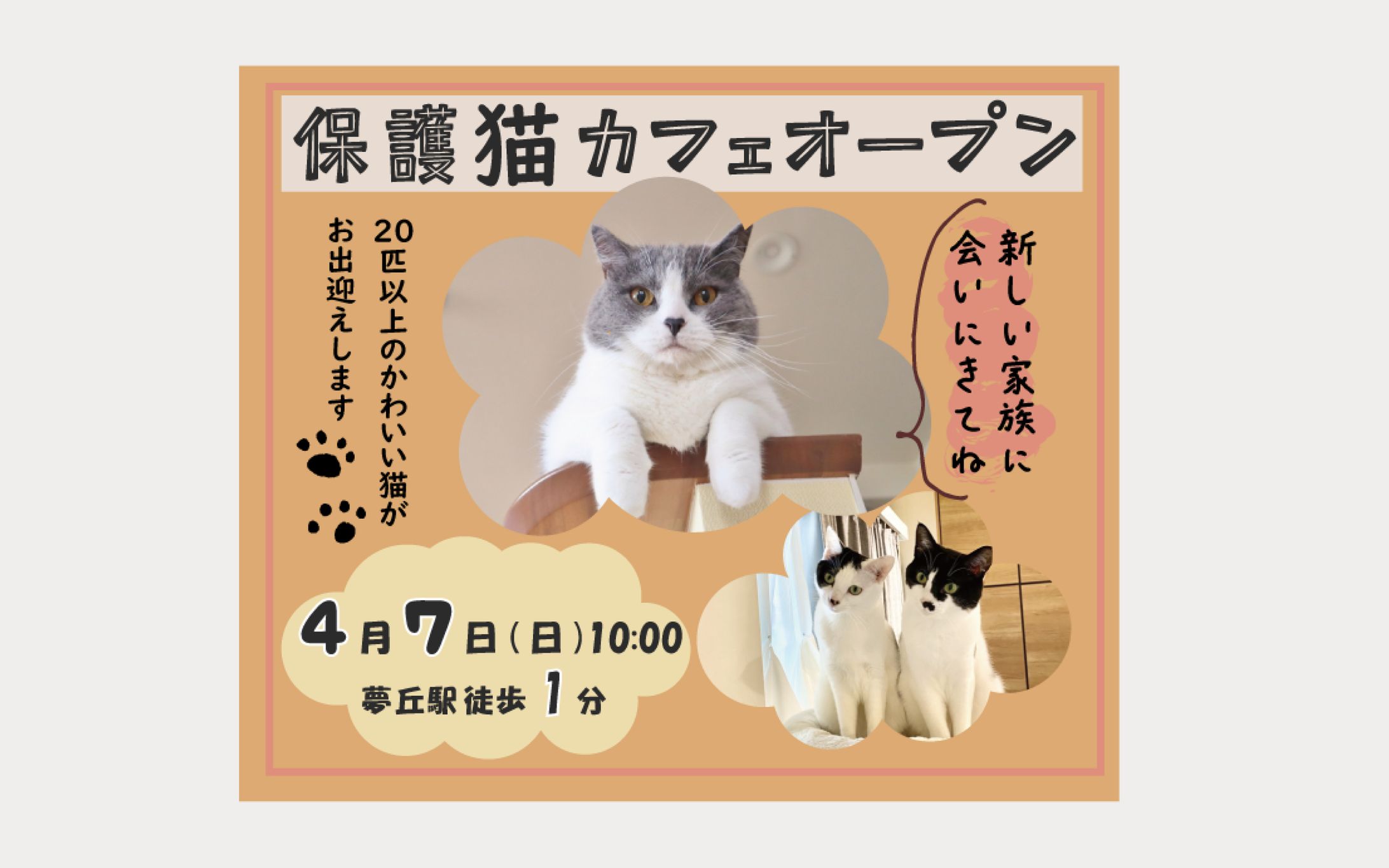 保護猫カフェ-1