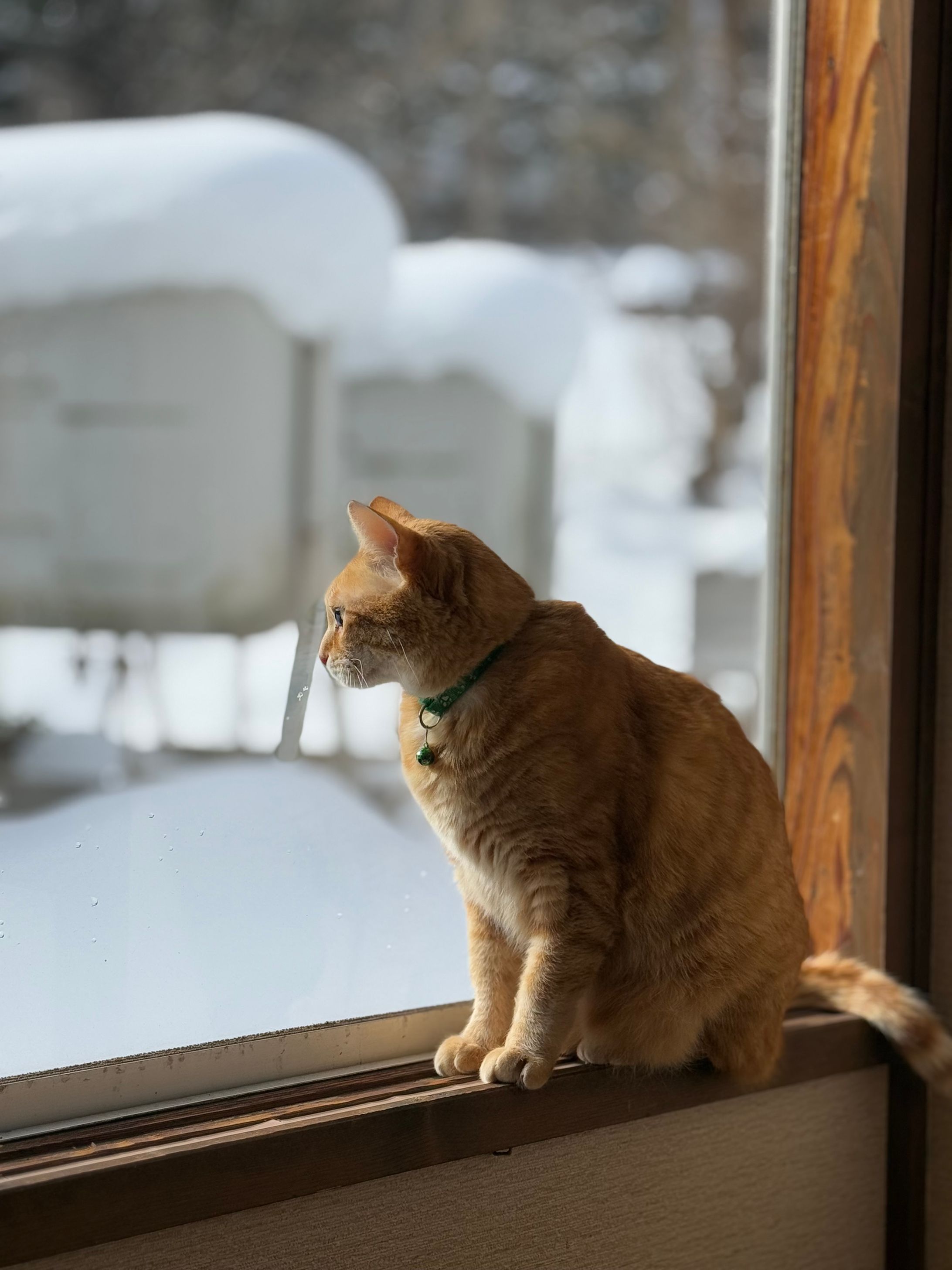 猫と雪-1