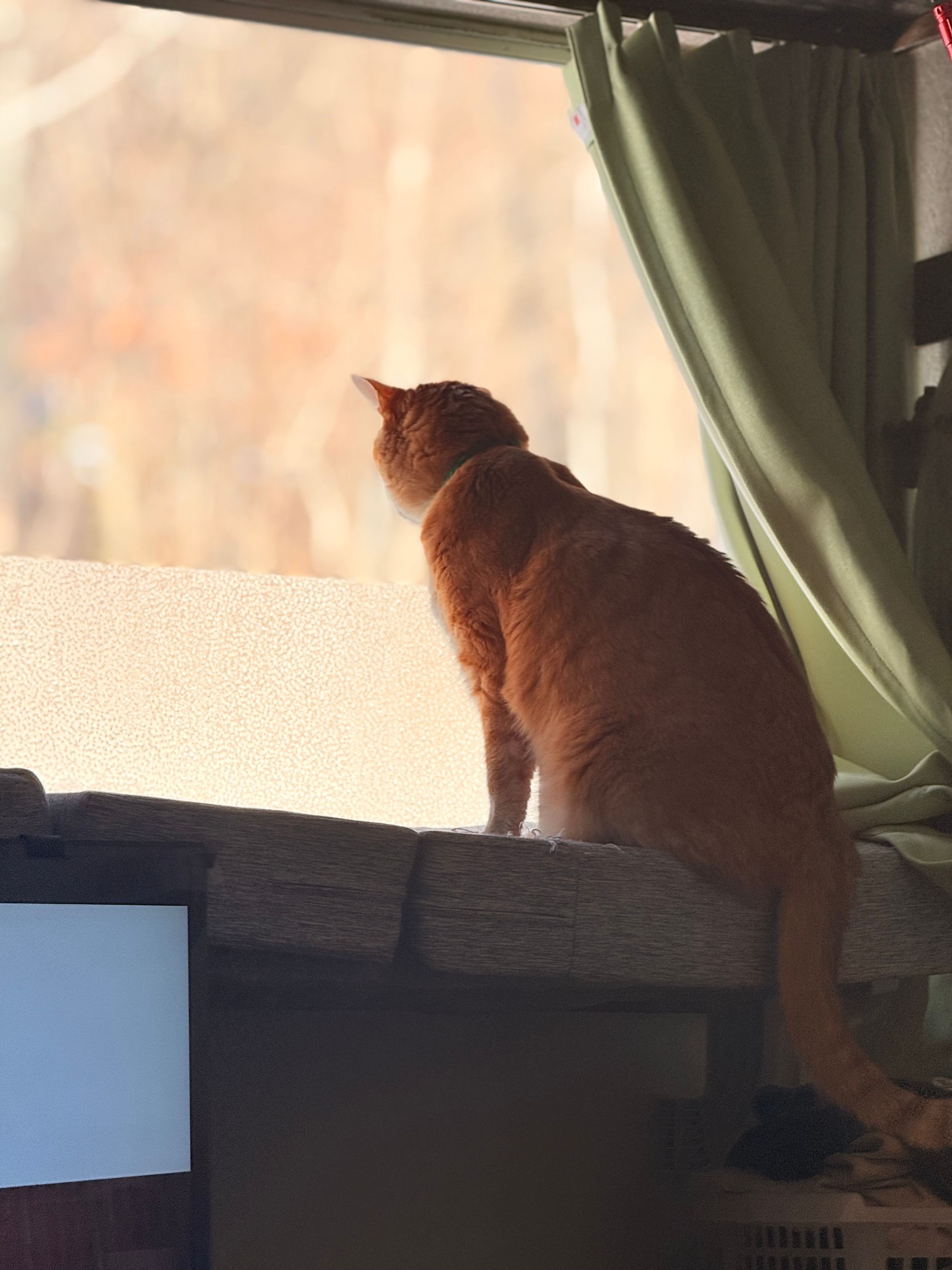 猫と景色-1