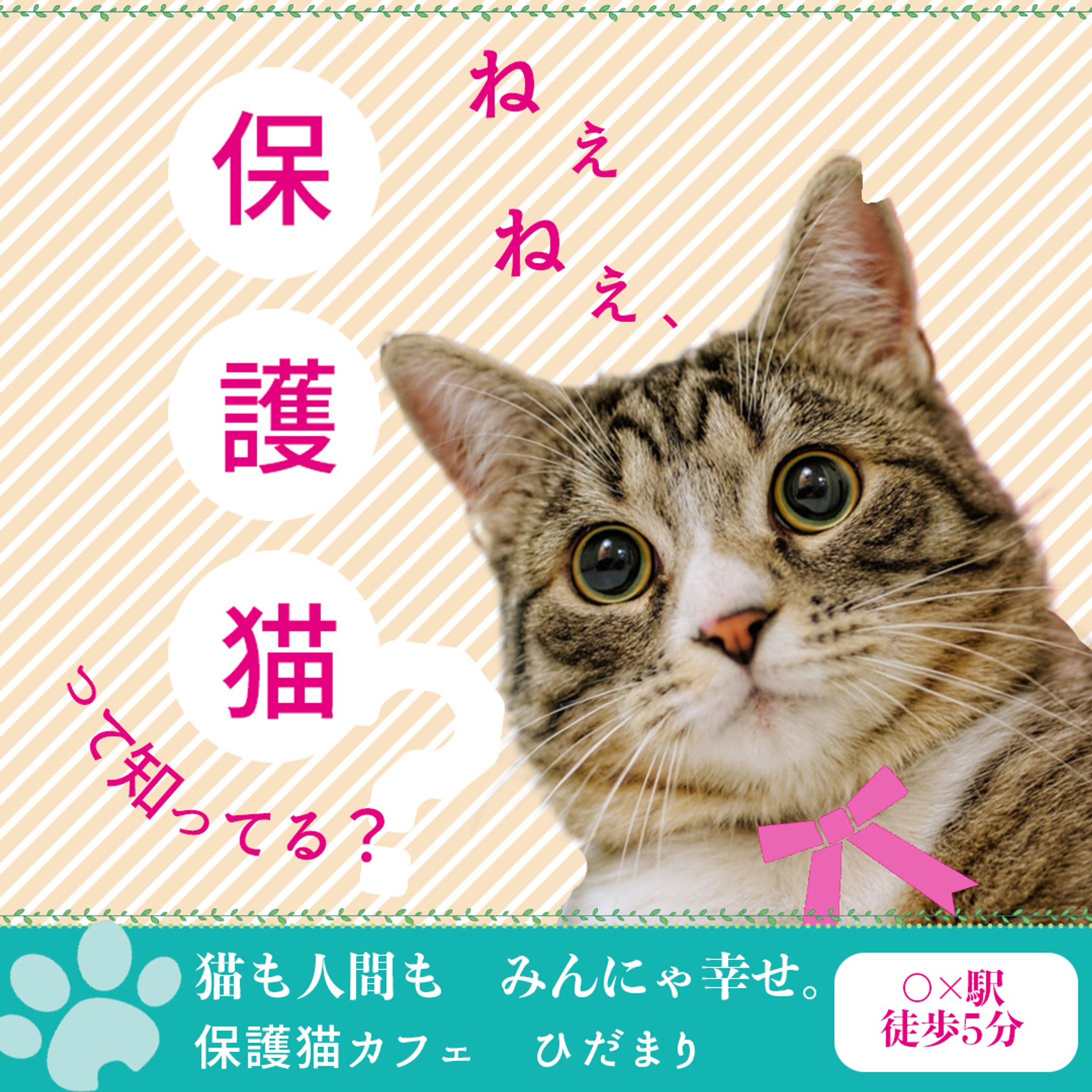 SNS用保護猫カフェ-1