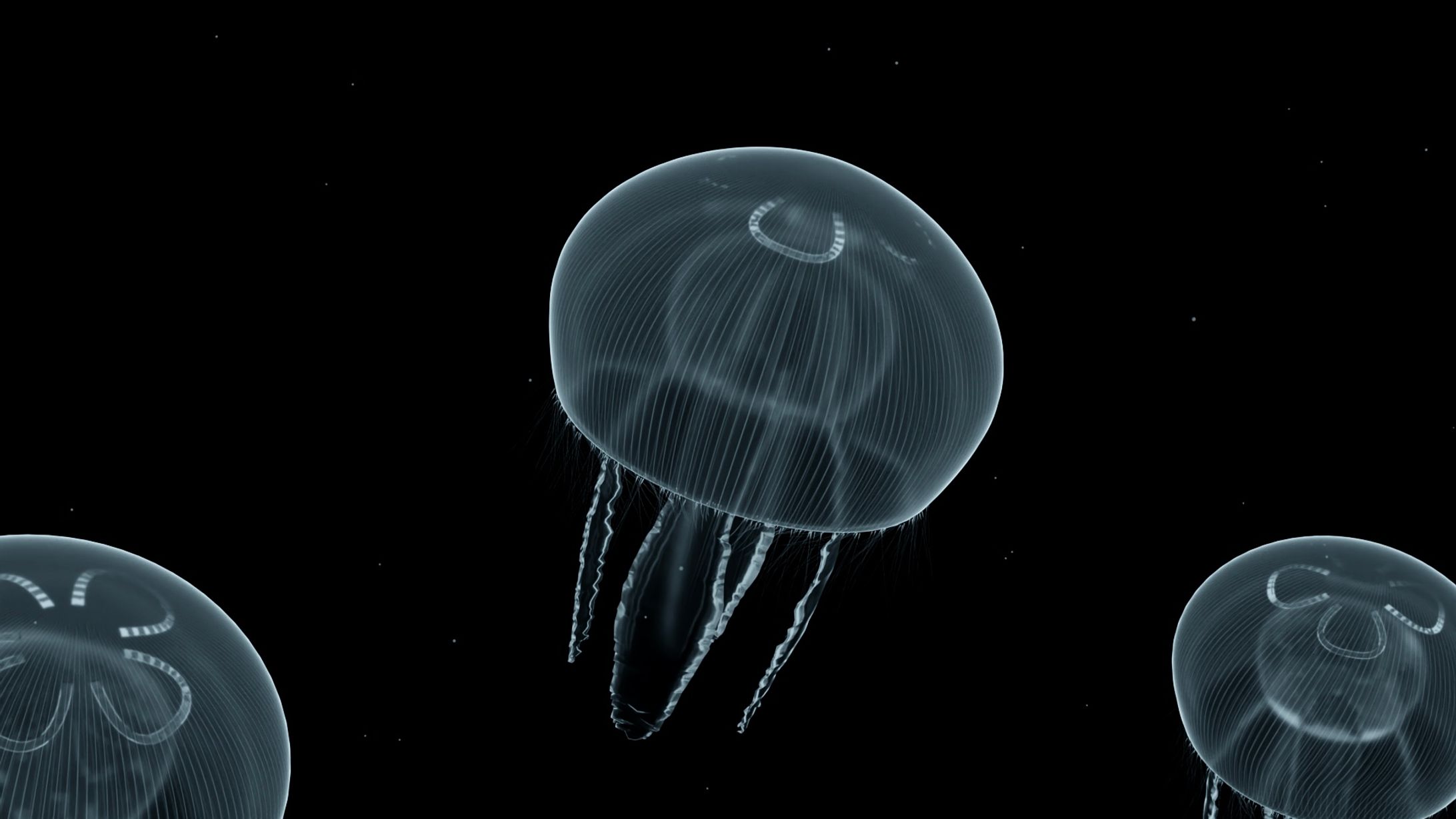 jellyfish-1
