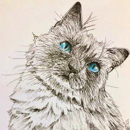 ひなねこ - foriio