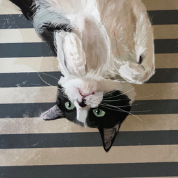 Avatar